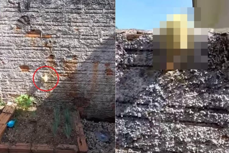 そんな力が、まさかこの子にあるなんて！アヒルのヒナが垂直の塀をよじ登っていく？！？！