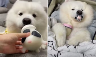 哺乳瓶を自分で抱えてミルクを上手に飲むサモエドの赤ちゃん。おしゃぶりだってカンペキに使いこなしています!!