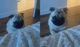 「早く起きて！」ベッドから出て来る気配がない飼い主さんを起こしたくて必死な、いじらしいパグ