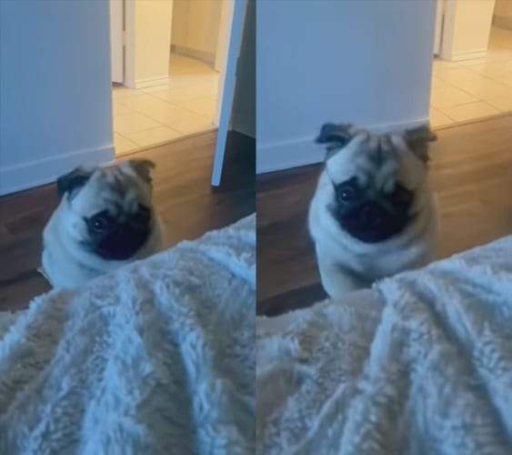 「早く起きて！」ベッドから出て来る気配がない飼い主さんを起こしたくて必死な、いじらしいパグ