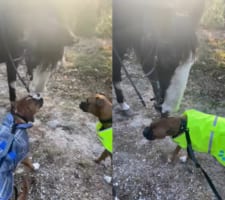 体の大きな馬に興味津々な犬たち。1匹が馬に耳をペロペロされるのですが、ビックリしたのか固まってしまいました