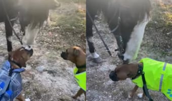 体の大きな馬に興味津々な犬たち。1匹が馬に耳をペロペロされるのですが、ビックリしたのか固まってしまいました