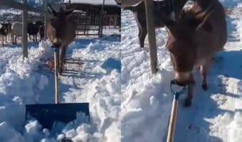 シャベルを使い雪かきのお手伝いをしているのは・・・なんとロバ!!なんていい子なの!!