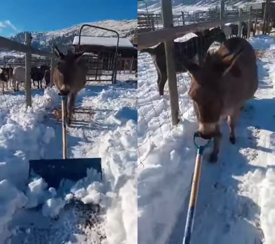 シャベルを使い雪かきのお手伝いをしているのは・・・なんとロバ！！なんていい子なの！！