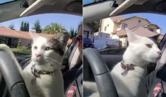 気分はドライバー!?愛猫がハンドルをまわすのを手伝ったり、進行方向を注意深くチェックしたり!!