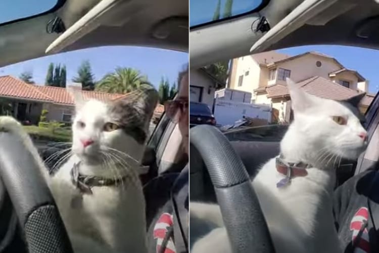 気分はドライバー！？愛猫がハンドルをまわすのを手伝ったり、進行方向を注意深くチェックしたり！！