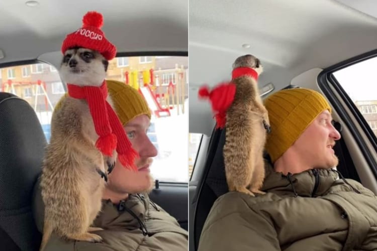 ミーアキャットとドライブするとこうなる。帽子とマフラーをしてパパの肩に陣取る姿が愛くるしい
