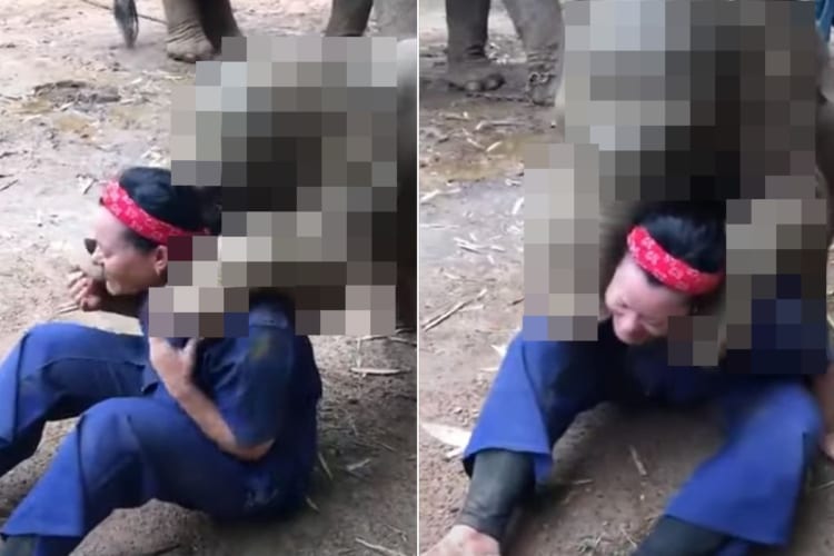 赤ちゃんとはいえ重そう。女性におんぶをしてもらおうとしている人懐っこい子は、なんと巨体で知られる『あの動物』でした！！