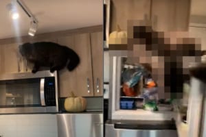 新居を探検する猫。電子レンジの後ろをバックで進んでいき・・・、なんとミラクルな着地を見せました！