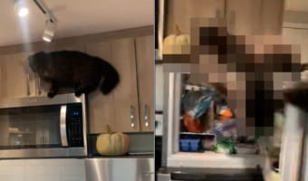 新居を探検する猫。電子レンジの後ろをバックで進んでいき・・・、なんとミラクルな着地を見せました!
