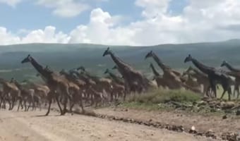 圧巻の光景!!キリンの群れが道路を横切る映像!
