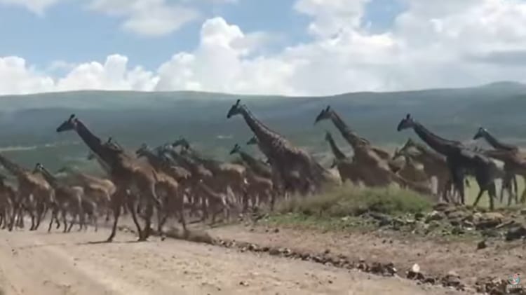 圧巻の光景！！キリンの群れが道路を横切る映像！