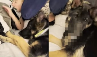 赤ちゃんと愛犬が添い寝!微笑ましく見ていたが・・・実は犬は大ドロボウだった