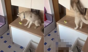 お腹が空いた愛犬。飼い主さん不在のキッチンを物色するのですが・・・、盛大にやらかしてしまいました!!