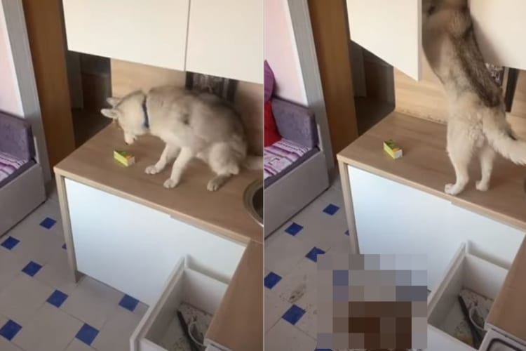 お腹が空いた愛犬。飼い主さん不在のキッチンを物色するのですが・・・、盛大にやらかしてしまいました！！
