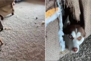 「ここがわたしの隠れ家」愛犬を探しに行ったら・・・、とんでもないところに隠れ家を作っていました！