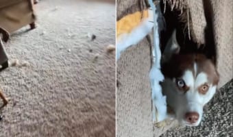 「ここがわたしの隠れ家」愛犬を探しに行ったら・・・、とんでもないところに隠れ家を作っていました!
