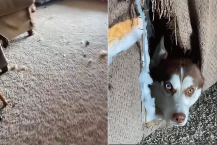 「ここがわたしの隠れ家」愛犬を探しに行ったら・・・、とんでもないところに隠れ家を作っていました！