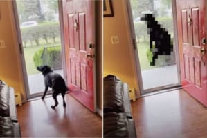 飼い主さんが帰ってくると嬉しさが大爆発するイヌ！喜んでいることがよく伝わってくる動きを見せてくれました