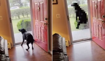 飼い主さんが帰ってくると嬉しさが大爆発するイヌ!喜んでいることがよく伝わってくる動きを見せてくれました