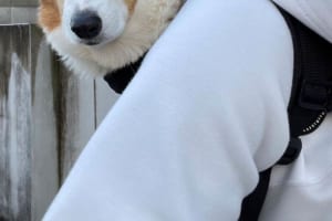 愛犬と自転車で久しぶりのお出かけ！喜んでくれているかな〜と思いきや・・・、浮かべていたのは「世界一飼い主の運転を信用していない顔」でした
