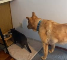 「順番ですよ～」水を飲む猫。その後ろに並んで大人しく待っている犬たちがとってもやさしい！！