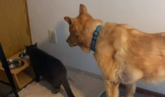 「順番ですよ~」水を飲む猫。その後ろに並んで大人しく待っている犬たちがとってもやさしい!!