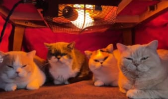 猫はこたつ（の中）で丸くなる？こたつの中でくつろぐ猫たちののどかなひとときに癒される