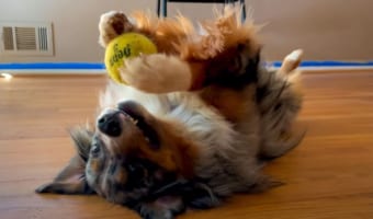 ボール遊び中、仰向けのままフリーズした子犬。その後、くわえようとしたらボールがこぼれ落ちてしまいパニック!