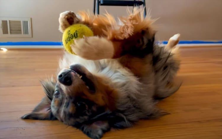 ボール遊び中、仰向けのままフリーズした子犬。その後、くわえようとしたらボールがこぼれ落ちてしまいパニック！