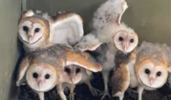 ゆっくり左右に体を揺らす姿がかわいすぎる!カメラ目線なメンフクロウの赤ちゃんたち