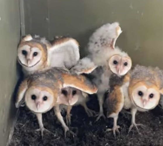 ゆっくり左右に体を揺らす姿がかわいすぎる！カメラ目線なメンフクロウの赤ちゃんたち