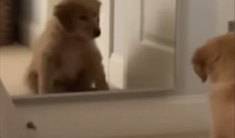 自分のかわいさに目がくらんだ！？鏡に写る自分を初めて見て困惑する愛犬