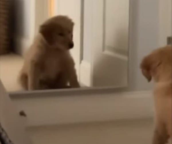 自分のかわいさに目がくらんだ！？鏡に写る自分を初めて見て困惑する愛犬
