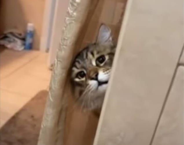 「家政婦は見た！」の≪あのシーン≫を彷彿とさせるのぞき見。猫は飼い主さんのことをそっと見守りたい？！