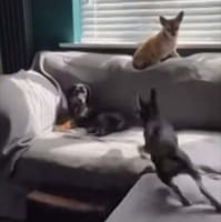 まるで忍者！？犬が目にも止まらぬ高速の三角飛びを繰り返す！！