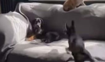 まるで忍者!?犬が目にも止まらぬ高速の三角飛びを繰り返す!!