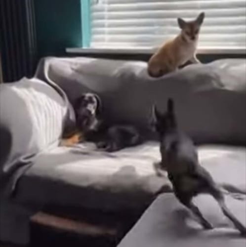 まるで忍者！？犬が目にも止まらぬ高速の三角飛びを繰り返す！！