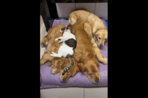 大好きなゴールデンレトリバーたちと同じ時間を過ごしたい猫。隙間を探したり、上に乗ったり抱きしめてもらったりとどうやってでも一緒にいたい！！