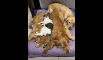 大好きなゴールデンレトリバーたちと同じ時間を過ごしたい猫。隙間を探したり、上に乗ったり抱きしめてもらったりとどうやってでも一緒にいたい！！