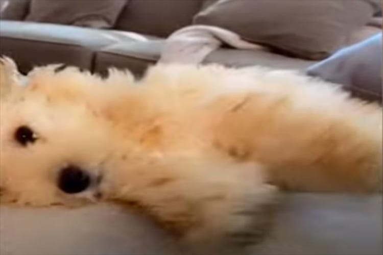 いろいろ失敗する姿も愛くるしい。ソファから落下したり、激しくずっこけたり、何かとやらかす愛犬が面白い