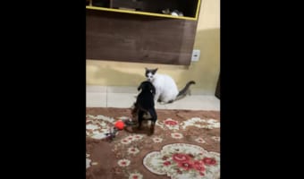 猫ち歩み寄っていく子犬。仲良くなれるかな?と思いきやまさかの猫パンチ!その時子犬は・・・なぜかスローモーションで倒れて行ったのでした