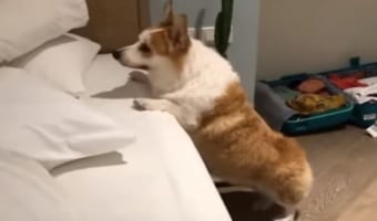 飼い主さんとかくれんぼ。いろいろな所に隠れる飼い主さんを一生懸命に探すコーギー。飼い主さんを見付けられるかな?