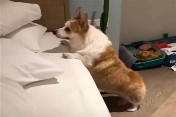 飼い主さんとかくれんぼ。いろいろな所に隠れる飼い主さんを一生懸命に探すコーギー。飼い主さんを見付けられるかな？