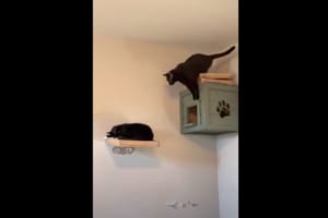 お友達にバレないように後ろからジャンプを試みた猫。飛んでみたらまさかの結末に！