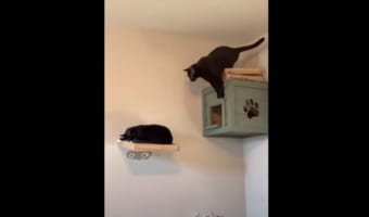 お友達にバレないように後ろからジャンプを試みた猫。飛んでみたらまさかの結末に!