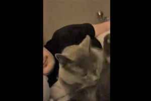 その頭をペロリ。飼い主さんに後頭部をなめられた猫。その時見せた真顔のリアクションがなんともシュール。