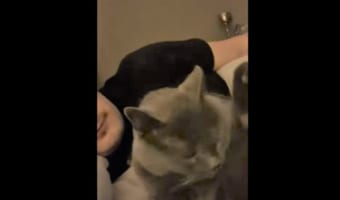 その頭をペロリ。飼い主さんに後頭部をなめられた猫。その時見せた真顔のリアクションがなんともシュール。