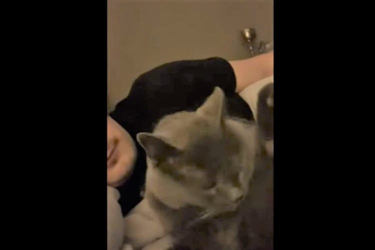 その頭をペロリ。飼い主さんに後頭部をなめられた猫。その時見せた真顔のリアクションがなんともシュール。