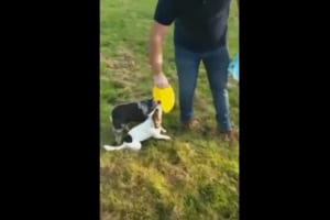 フリスビーで愛犬たちと遊ぼうと思ったら予想外に展開になった！